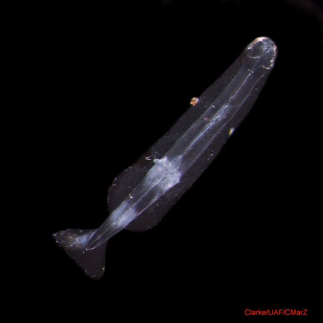 Представитель Семейства Pterosagittidae